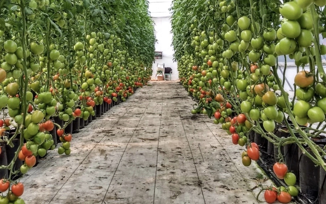 Requerimientos edafoclimáticos del tomate